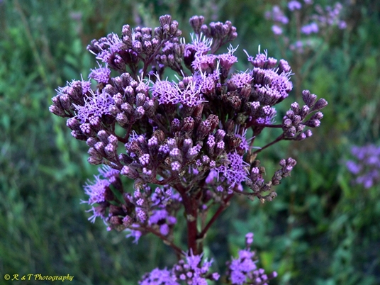 {Trilisa odoratissima}